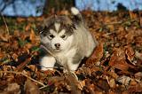 ALASKAN MALAMUTE 588